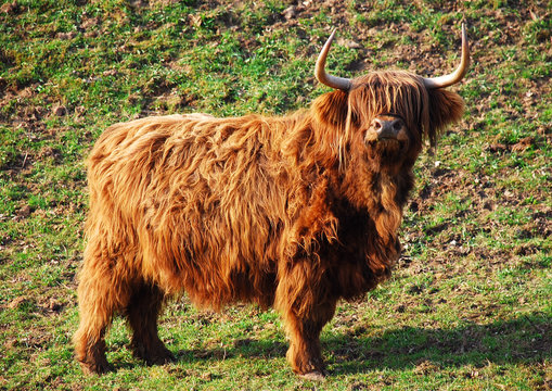 Hochlandrind