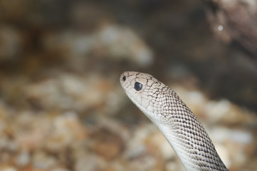 Florida Pine Snake