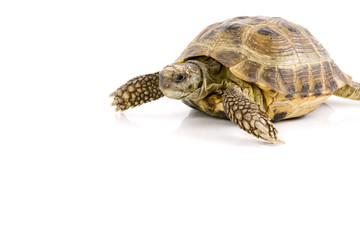 land tortoise crawl over a white background
