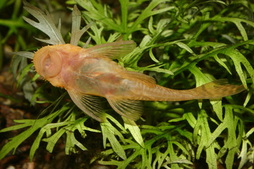 Antennenwels (Ancistrus spec.)
