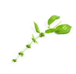 Fresh sprig of Basil