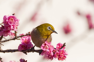 食いしん坊なメジロ