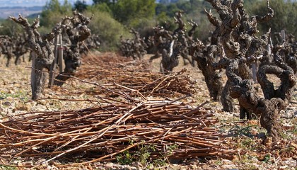 vignes