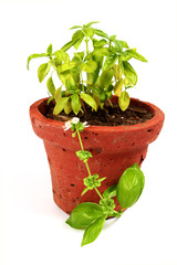 Fresh basil in pot