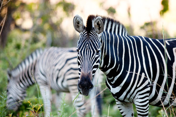 Zebra
