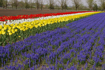 北海道の花畑