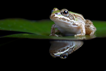 green frog reflected