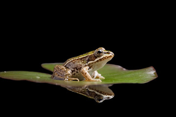 green frog reflected
