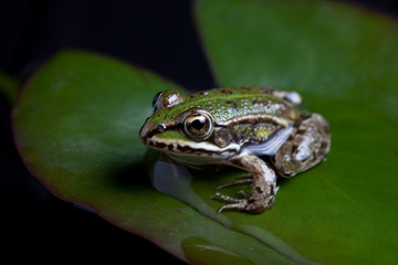 green frog reflected