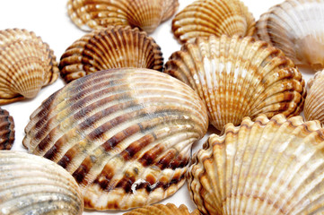 seashells