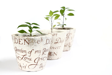 Chilli plants in pots