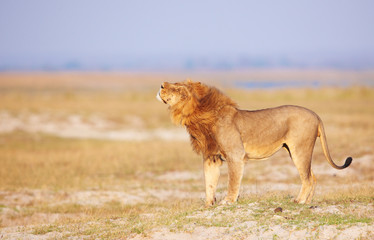 Fototapeta na wymiar Lew (Panthera leo), w sawannie