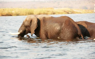 Fotobehang Large herd of African elephants © Hedrus