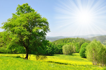 Fototapeta na wymiar Wiosna krajobraz w parku narodowym Sumava - Czechy