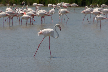 Flamands roses