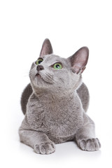 Russian Blue cat on white