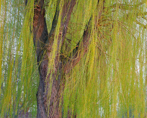 Blooming weeping willow tree © sborisov