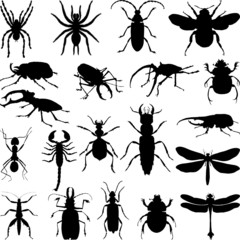 Various insects