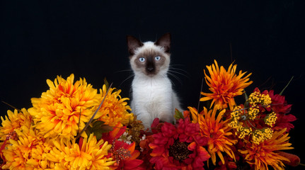 Cute cat and flowers
