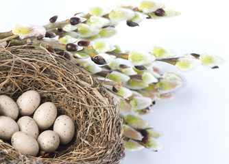 Birds nest with eggs (easter composition)