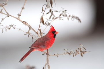 Northern cardinal on a branch