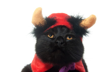 Black cat devil
