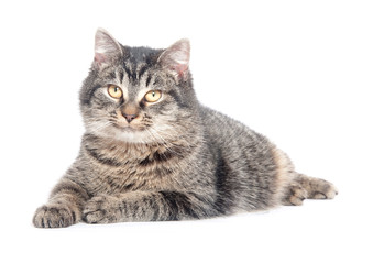 Tabby cat laying down