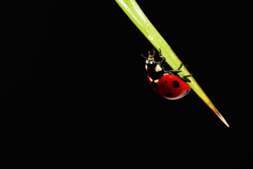 Fototapeta premium ladybug isolated on black