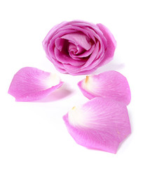 Pink rose with petals