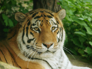 Fototapeta na wymiar Portrait of siberian tiger resting under tree