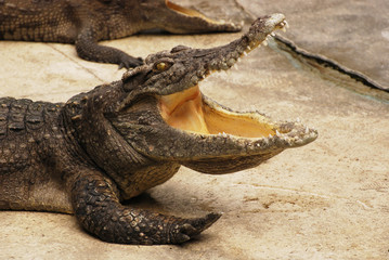 Fototapeta premium crocodile