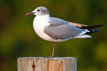 Seagull on Post
