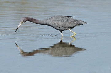 Little Blue Heron