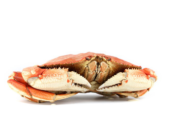 dungeness crab