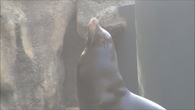 Seel&ouml;we