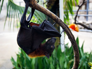 Flying fox hangs on a tree branch