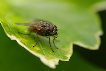 Fly with a water droplet in its mouth