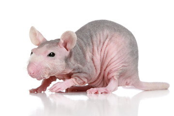 Hairless rat on a white background