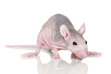 Sphinx rat on a white background