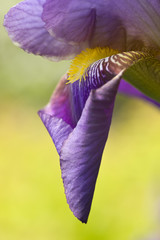 Purple iris flower