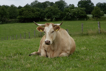 Rind mit H&ouml;rnern