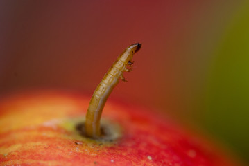 Gusano y manzana