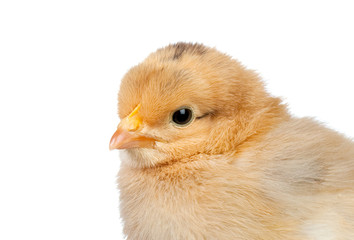 Little yellow chicken