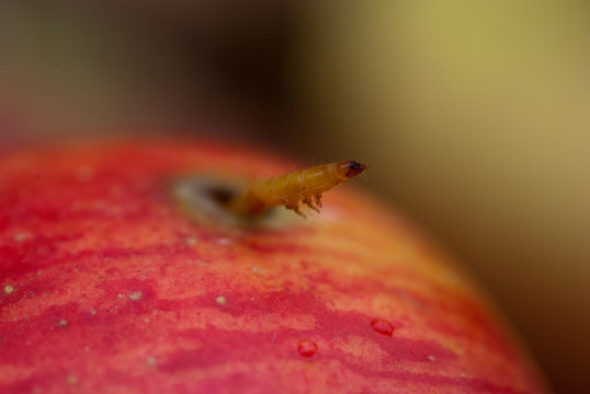 Manzana y gusano
