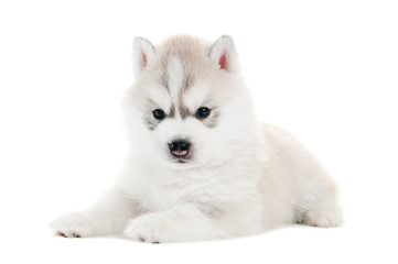 one Siberian husky puppy isolated