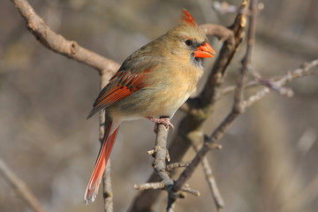 Northern Cardinal cardinalis female