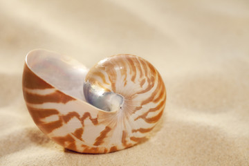 small nautilus shell on beach sand  and tropical golden sun ligh