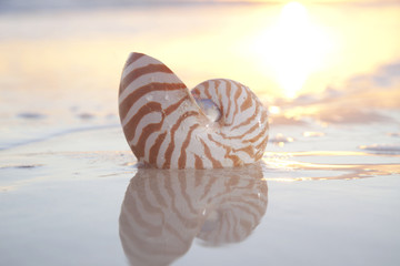 nautilus shell in the sea , sunrise. highkey light, shallow dof