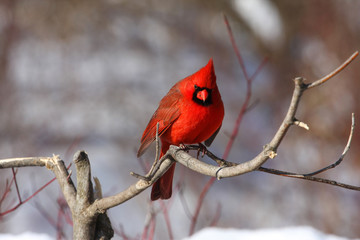 Northern Cardinal male