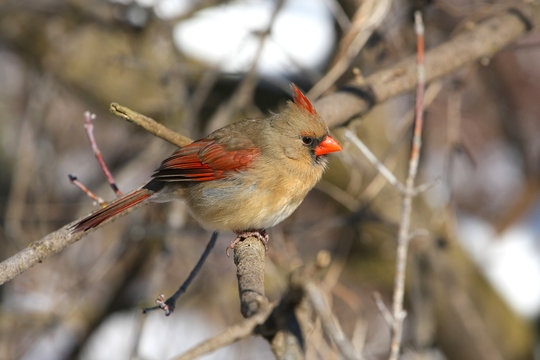 Northern Cardinal cardinalis female